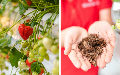 Ako pestujeme slovenské jahody – Slahôdky