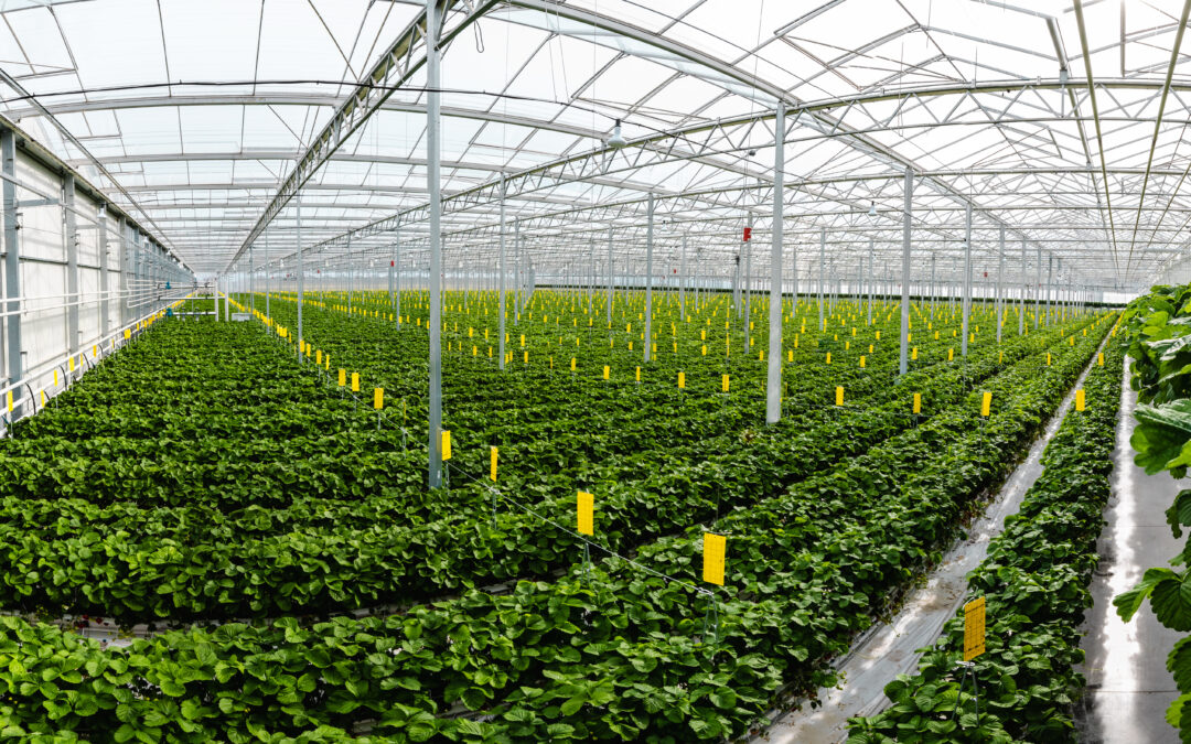 Revolutionizing Slovak agriculture: How LED technology is changing the game