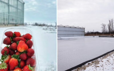 Revolúcia v pestovaní: Slovenské farmy bojujú s klimatickými zmenami modernými technológiami