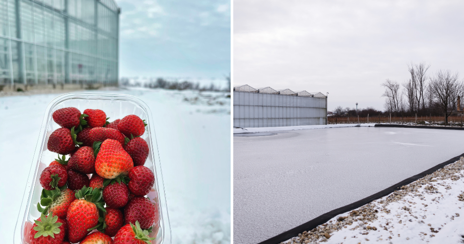 Revolúcia v pestovaní: Slovenské farmy bojujú s klimatickými zmenami modernými technológiami