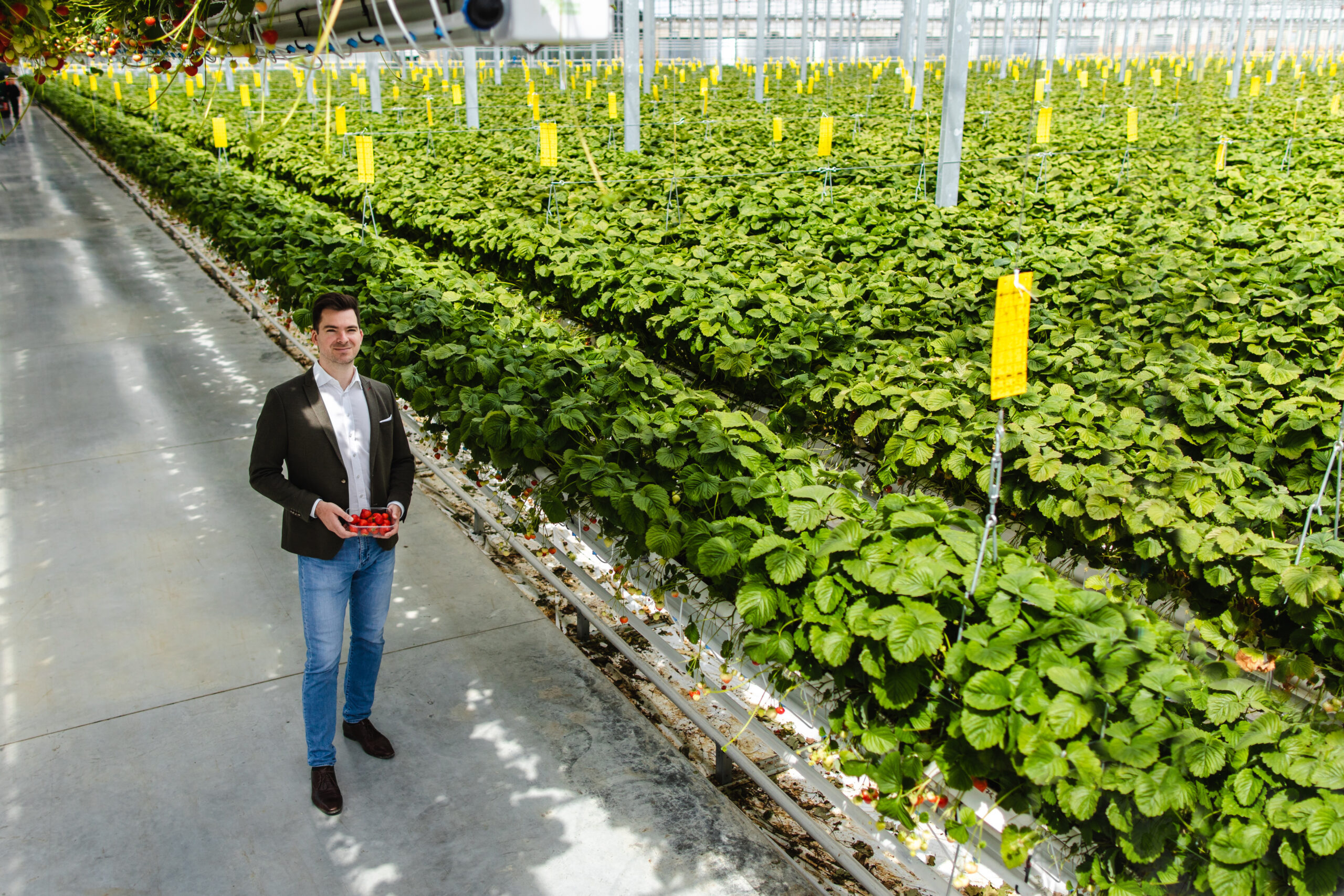 peter kelemen jahody