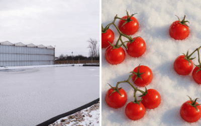 Slovensko má čerstvé paradajky aj v zime: Farmári posúvajú sebestačnosť na nový level